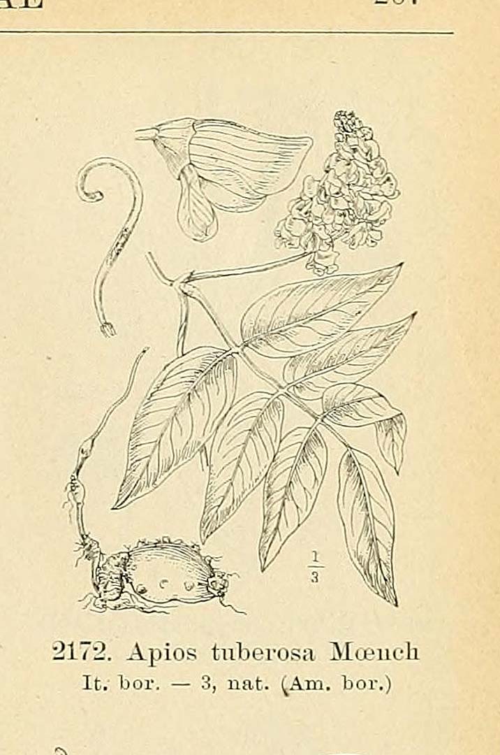 Illustration Apios americana, Par Fiori, A., Paoletti, G., Iconographia florae italicae (1895-1904) Iconogr. Fl. Ital., via plantillustrations 