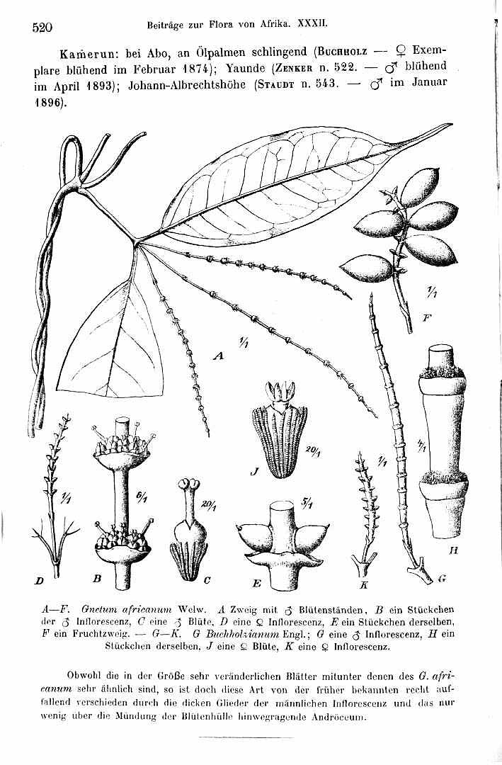 Illustration Gnetum africanum, Par Botanische Jahrbucher fur Systematik, Pflanzengeschic