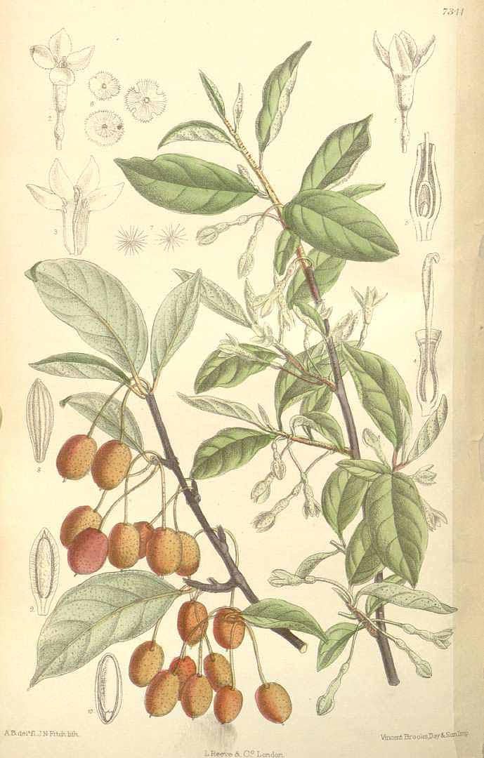 Illustration Elaeagnus multiflora, Par Curtis´s Botanical Magazine (vol. 120 [ser. 3, vol. 50]: t. 7341, 1894) [A.B.], via plantillustrations 