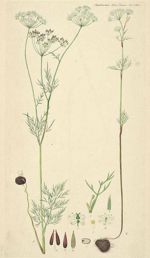 Illustration Conopodium majus, Par Oeder G.C. (Flora Danica, Suppl., vol. 3: t. 134, 1839), via plantillustrations 