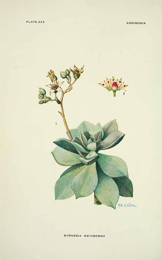Illustration Graptopetalum paraguayense, Par Addisonia (1916-1964) Addisonia vol. 7 (1922) t. 243, via plantillustrations 