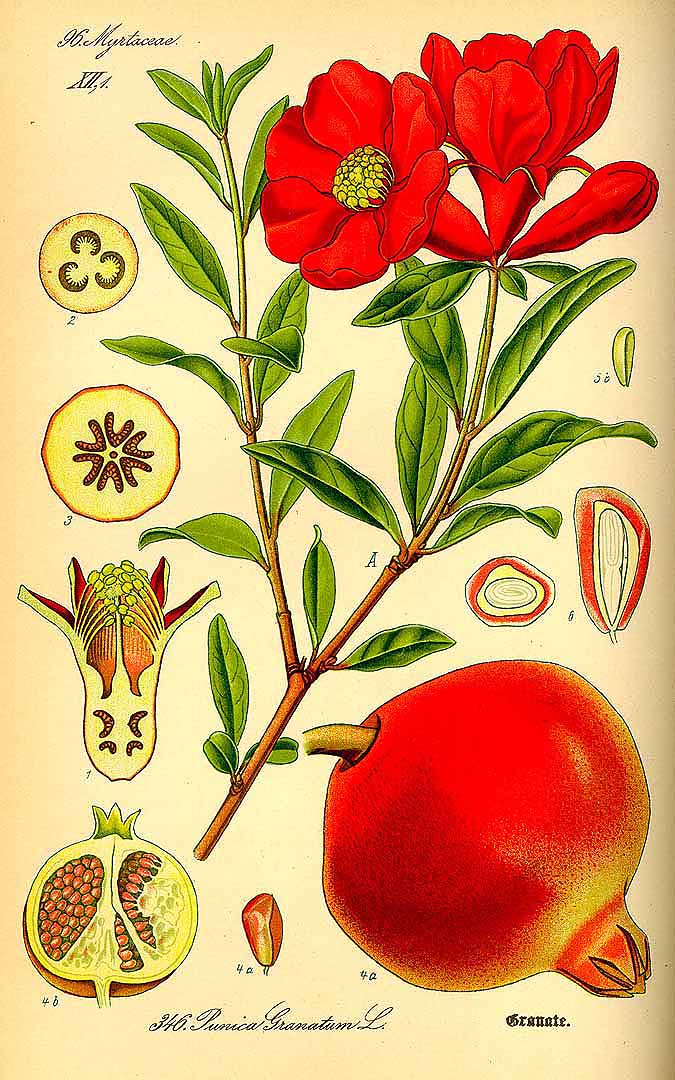 Illustration Punica granatum, Par Thomé, O.W., Flora von Deutschland ?sterreich und der Schweiz (1886-1889) Fl. Deutschl. vol. 3 (1885), via plantillustrations 