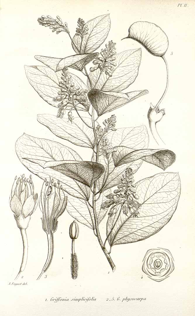 Illustration Griffonia simplicifolia, Par Adansonia (vol. 6: t. 2, 1866) [A. Faguet], via plantillustrations 