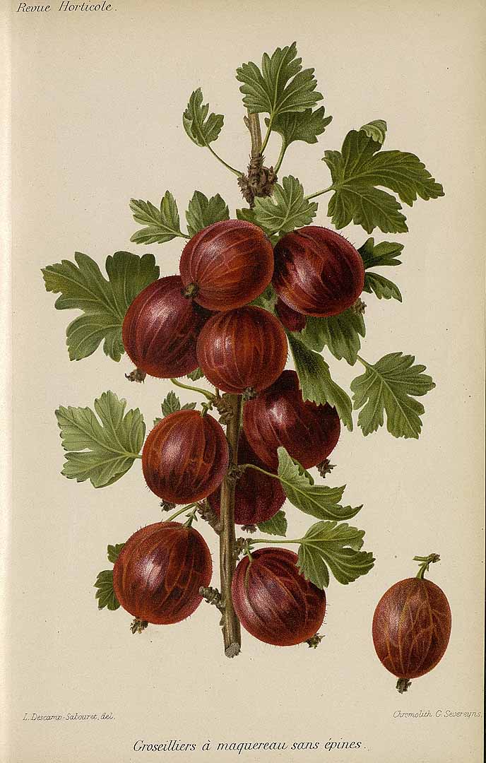 Illustration Ribes uva-crispa, Par Revue horticole, sér. 4 (1852-1974) Rev. Hort. (Paris), ser. 4, via plantillustrations 