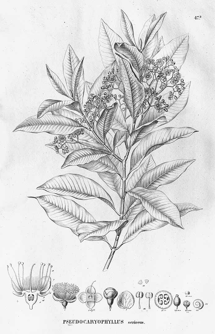 Illustration Campomanesia guaviroba, Par Flora Brasiliensis (vol. 14(1): Heft 18,2, Heft 18,2, t. 48, 1858), via plantillustrations 