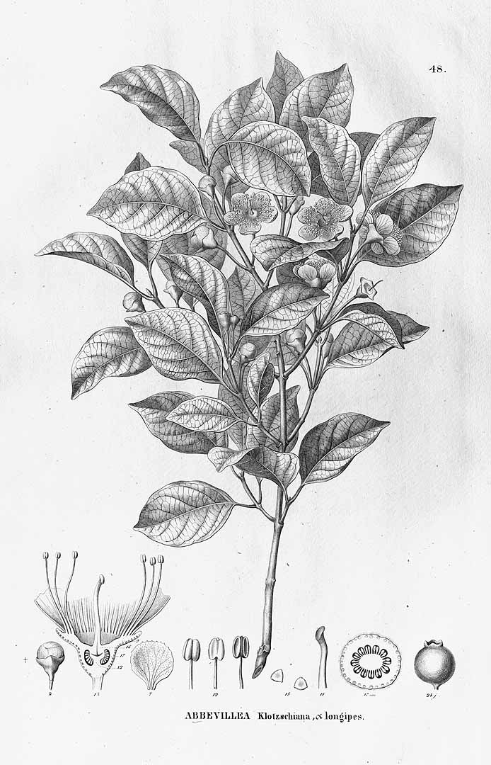 Illustration Campomanesia x anthocarpa, Par Flora Brasiliensis (vol. 14(1): Heft 18,2, Heft 18,2, t. 49, 1858), via plantillustrations 