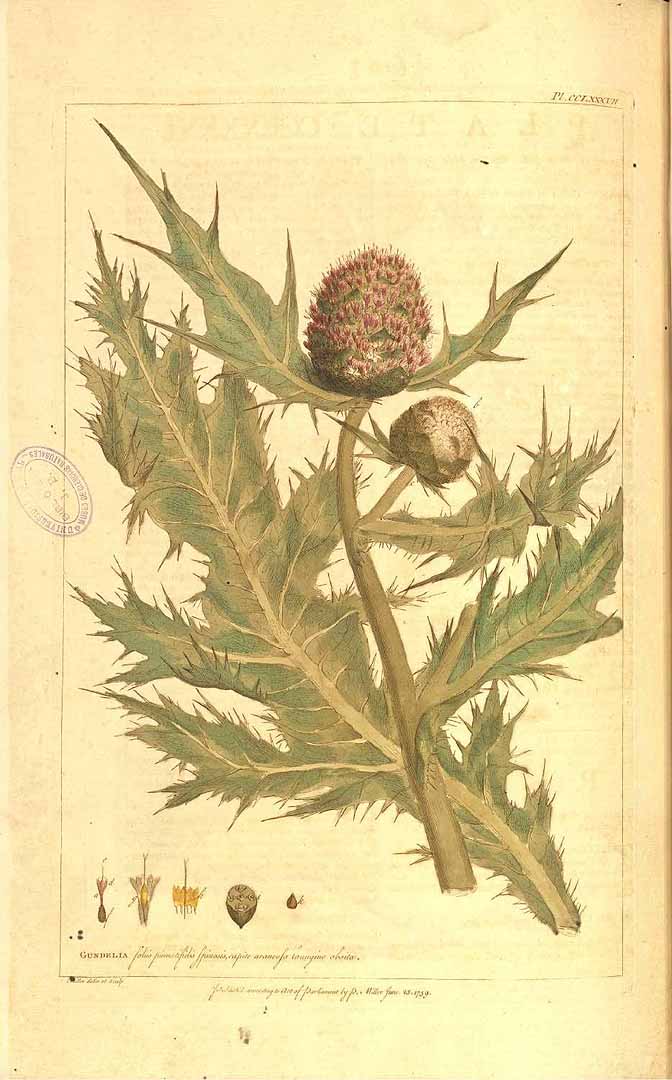 Illustration Gundelia tournefortii, Par Miller, P., Figures of the most beautiful, useful and uncommon plants, described in the gardeners? dictionary (1755-1760) Fig. Pl. Gard. Dict. vol. 2 t. 287, via plantillustrations 