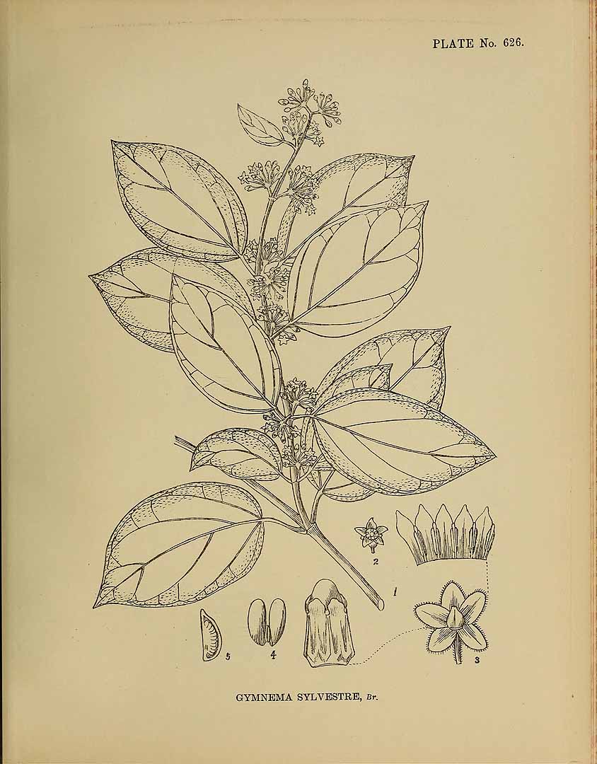 Illustration Gymnema sylvestre, Par Kirtikar, K.R., Basu, B.D., Indian medicinal plants, Plates (1918) Ind. Med. Pl., Plates vol. 4 (1918) t. 626, via plantillustrations 