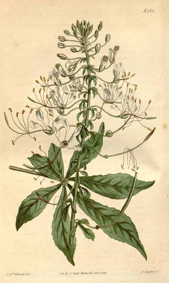 Illustration Gynandropsis gynandra, Par Curtis, W., Botanical Magazine (1800-1948) Bot. Mag. vol. 40 (1814) [tt. 1636-1681] t. 1681, via plantillustrations 