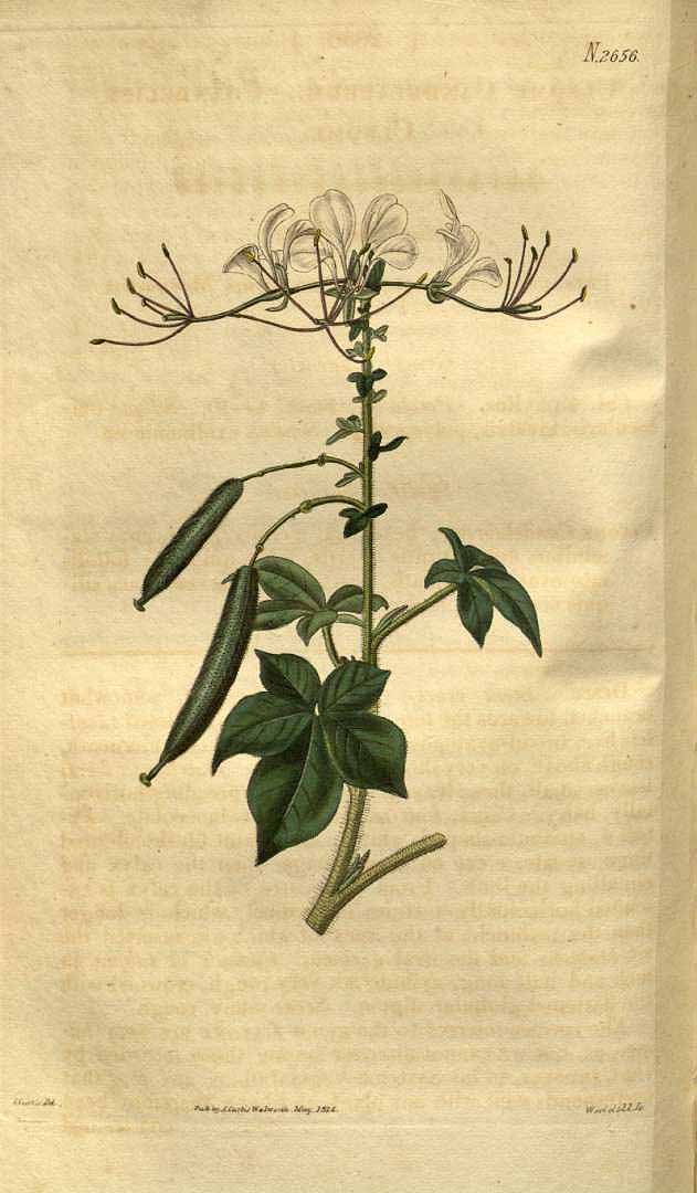 Illustration Gynandropsis gynandra, Par Curtis, W., Botanical Magazine (1800-1948) Bot. Mag. vol. 53 (1826) [tt. 2607-2704] t. 2656, via plantillustrations 