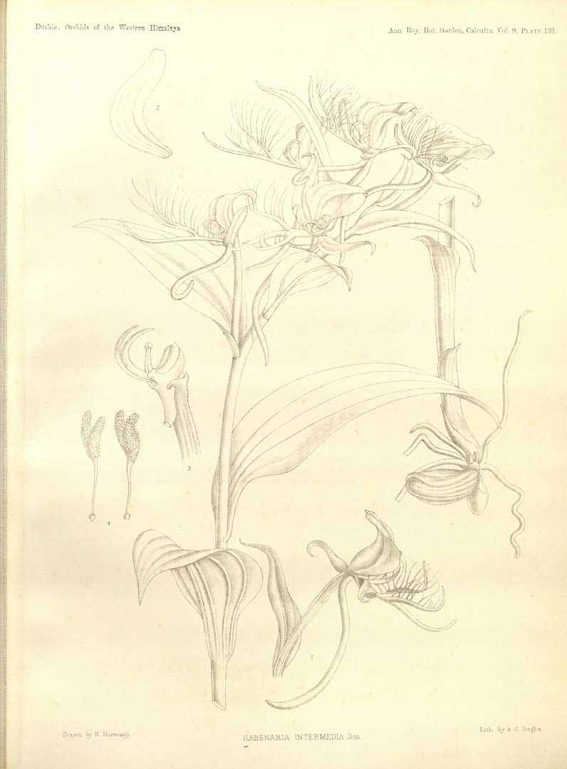 Illustration Habenaria intermedia, Par Annals of the Royal Botanic Garden (Calcutta, vol. 9(2): t. 131, 1906) [H. Hormusji], via plantillustrations 