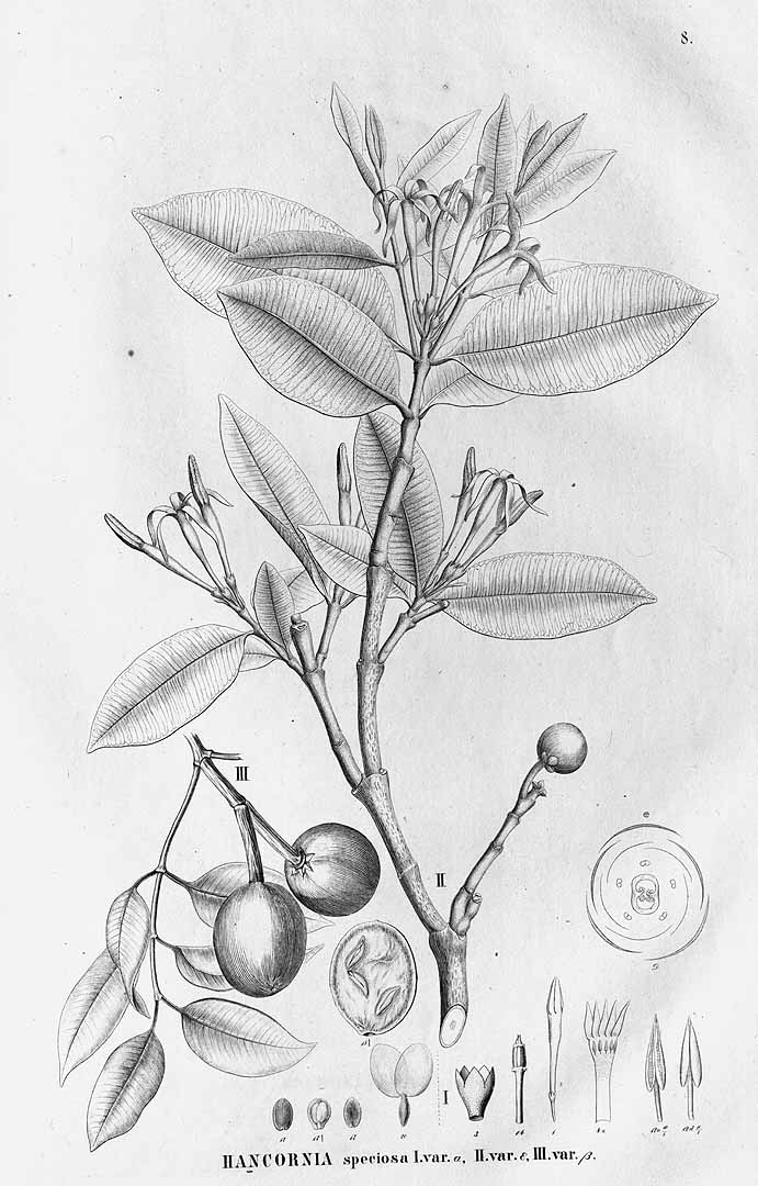 Illustration Hancornia speciosa, Par Martius, C.F.P. von, Eichler, A.G., Urban, I., Flora Brasiliensis (1840-1906) Fl. Bras. vol. 6(1): (1860-1868) [Apocynaceae; Gentianaceae, Loganiaceae; Oleaceae, Jasmineae] t. 8, via plantillustrations 
