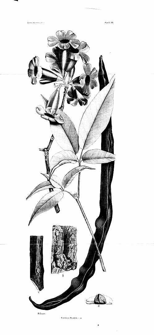 Illustration Handroanthus impetiginosus, Par 1890-1974 38 vols., Contributions from the United States National Herbarium Herbarium (1890-2006) Contr. U.S. Natl. Herb. vol. 1 (1890) t. 11, via plantillustrations 