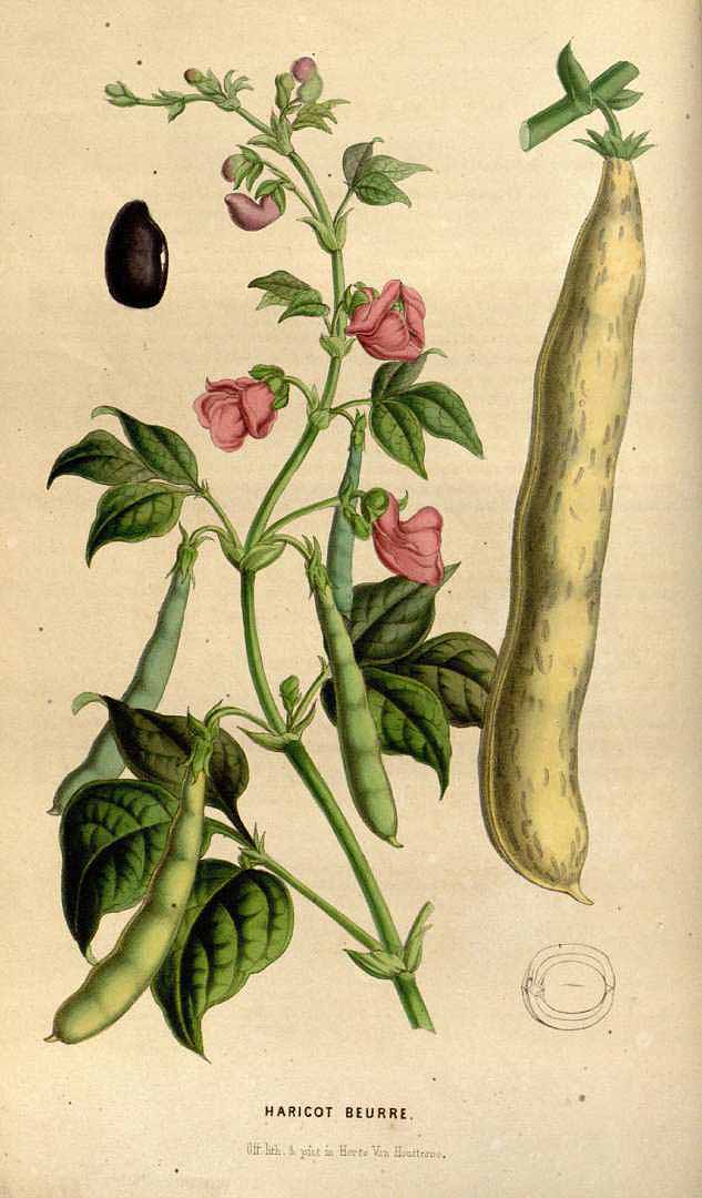 Illustration Phaseolus vulgaris, Par Van Houtte, L.B., Flore des serres et des jardin de l?Europe (1845-1880) Fl. Serres vol. 5 (1849), via plantillustrations 