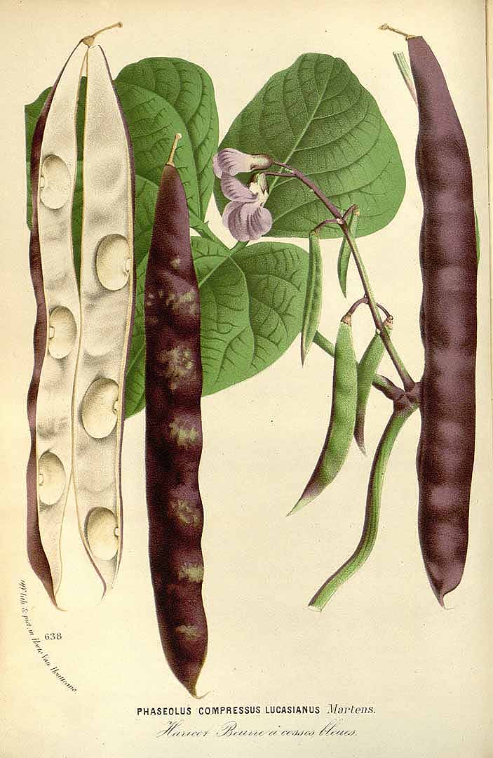 Illustration Phaseolus vulgaris, Par Van Houtte, L.B., Flore des serres et des jardin de l?Europe (1845-1880) Fl. Serres vol. 17 (1867), via plantillustrations 