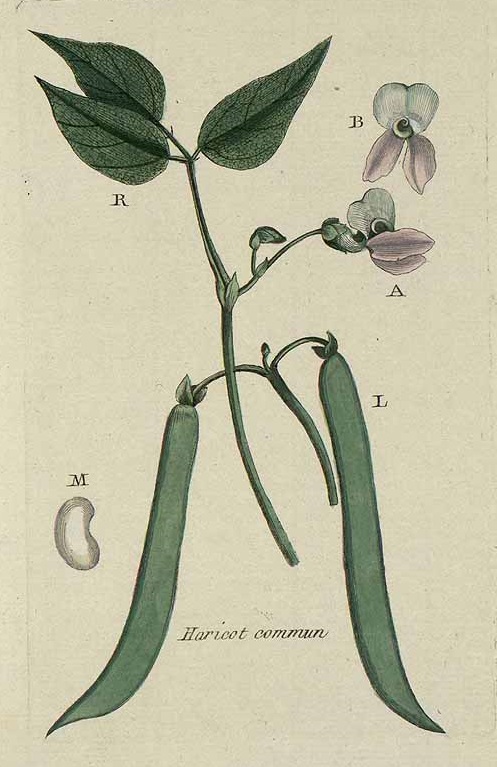 Illustration Phaseolus vulgaris, Par Bulliard, P., Flora Parisiensis (1776-1781) Fl. Paris. vol. 7 (1776), via plantillustrations 