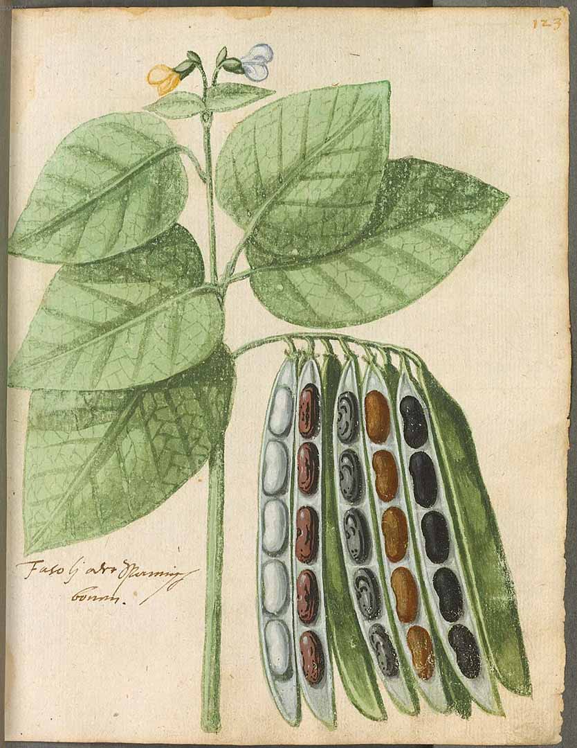 Illustration Phaseolus vulgaris, Par Hortulus Monheimensis (1615), via plantillustrations 