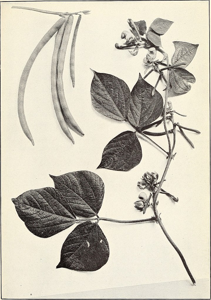 Illustration Vigna angularis, Par Piper, Charles V. (Charles Vancouver), 1867-1926; Morse, W. J. (William Joseph), b. 1884, via wikimedia 