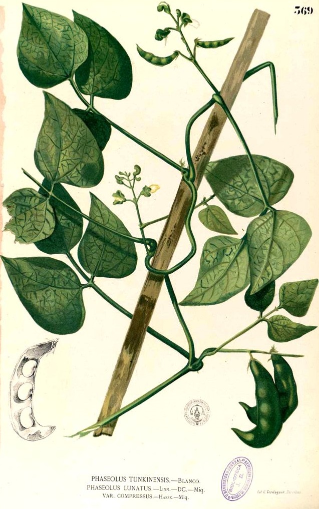 Illustration Phaseolus lunatus, Par Blanco, M., Flora de Filipinas, ed. 3 (1877-1883) Fl. Filip., ed. 3, via plantillustrations 