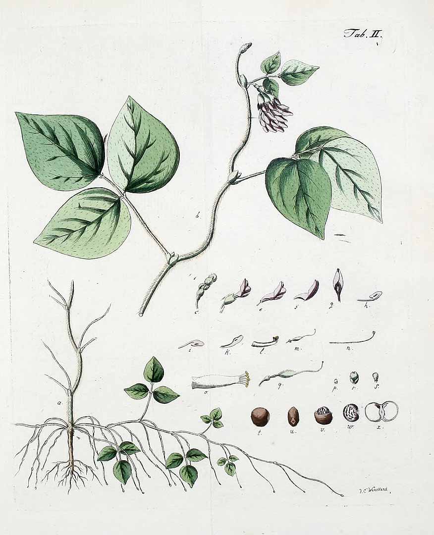 Illustration Amphicarpaea bracteata, Par Roemer, J.J., Archiv für die Botanik (1796-1805) Arch. Bot. (Leipzig) vol. 1 (1796), via plantillustrations 