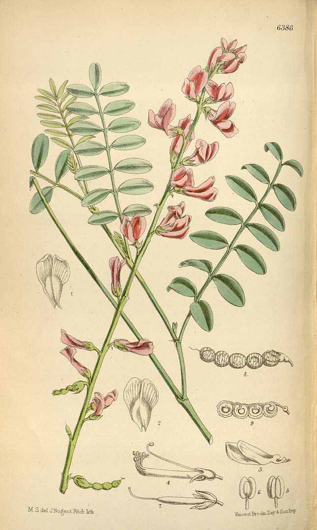 Illustration Hedysarum boreale, Par Curtis, W., Botanical Magazine (1800-1948) Bot. Mag. vol. 104 (1878) [tt. 6337-6402] t. 6386, via plantillustrations 