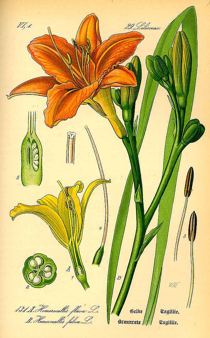 Illustration Hemerocallis fulva, Par Thomé, O.W., Flora von Deutschland ?sterreich und der Schweiz (Tafeln, vol. 1: t. 131, fig. B, 1885), via x 