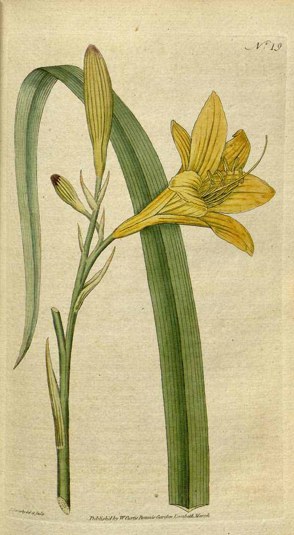 Illustration Hemerocallis lilioasphodelus, Par Botanical Magazine (vol. 1: t. 19, 1787) [J. Sowerby], via x 