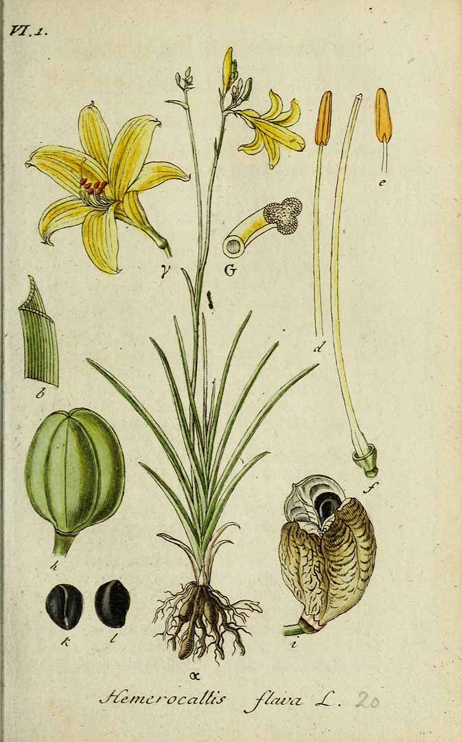 Illustration Hemerocallis lilioasphodelus, Par Sturm, J., Sturm, J.W., Deutschlands flora (1798-1855) Deutschl. Fl., via plantillustrations 