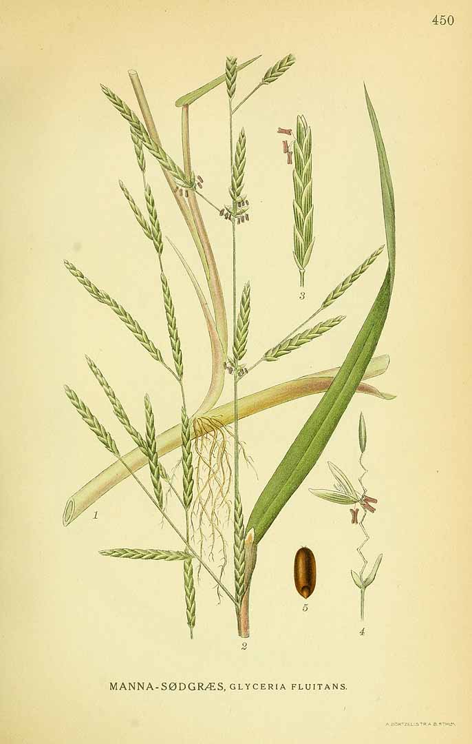 Illustration Glyceria fluitans, Par Lindman C.A.M. (Bilder ur Nordens Flora, vol. 3: t. 450, 1926), via plantillustrations 