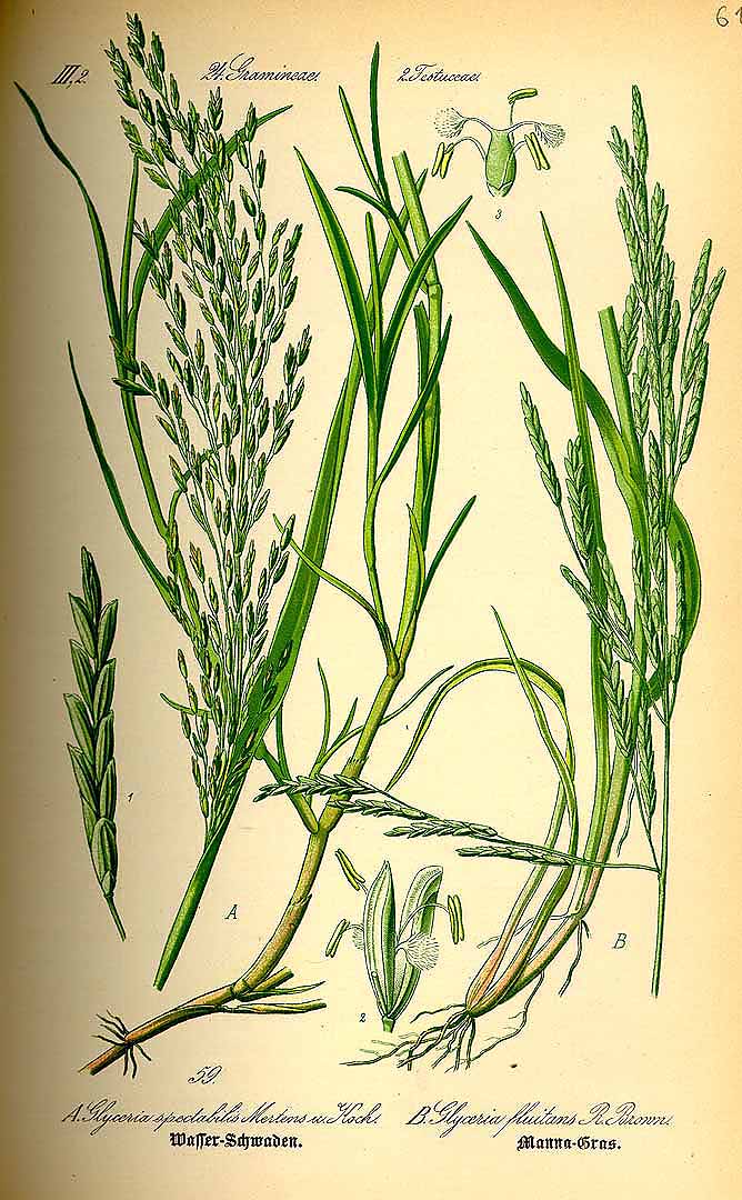 Illustration Glyceria fluitans, Par Thomé O.W. (Flora von Deutschland Österreich und der Schweiz, Tafeln, vol. 1: t. 59, fig. B, 1885), via plantillustrations 