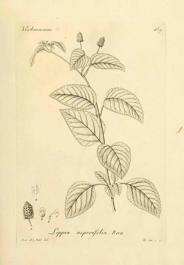 Illustration Phyla dulcis, Par Reichenbach, H.G.L., Iconographia botanica exotica (1827-1830) Iconogr. Bot. Exot., via plantillustrations 