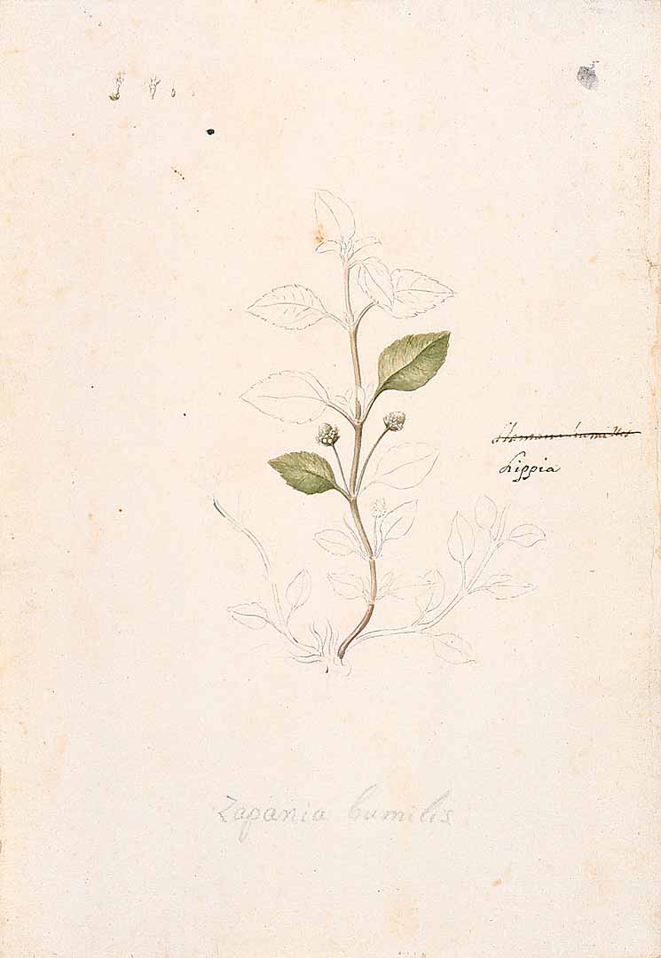 Illustration Phyla dulcis, Par Sessé, M., Mociño, M., Drawings from the Spanish Royal Expedition to New Spain (1787?1803) (1787-1803) Draw. Roy. Exped. New Spain, via plantillustrations 