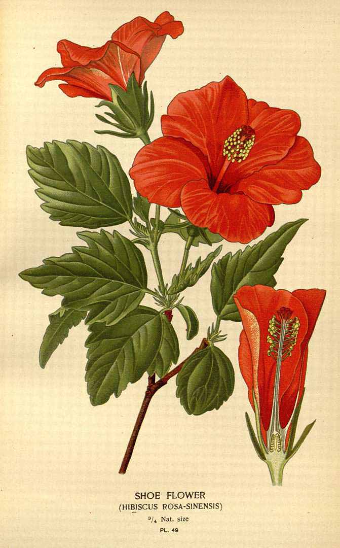 Illustration Hibiscus rosa-sinensis, Par Step E., Bois D. (Favourite flowers of garden and greenhouse, vol. 1: t. 49, 1896-1897) [D. Bois], via x 