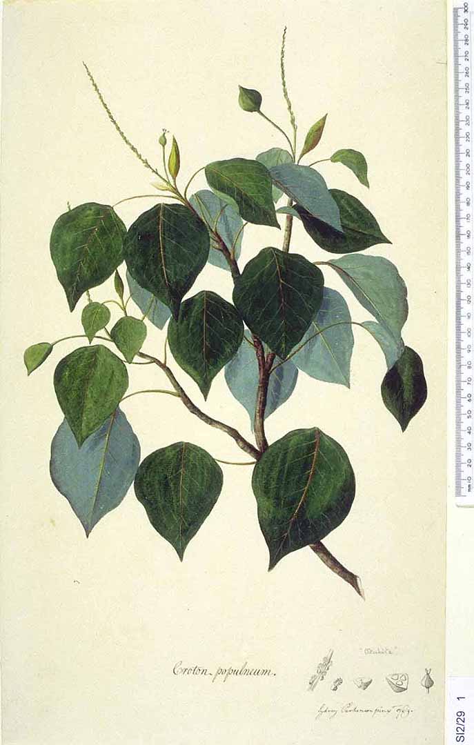 Illustration Homalanthus nutans, Par Natural History Museum, London Nat. Hist. Mus., London, via plantillustrations 