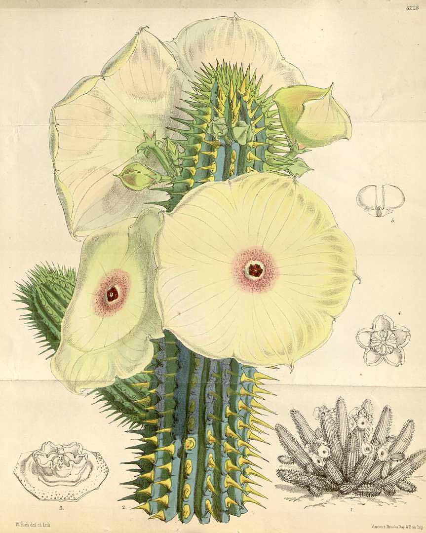 Illustration Hoodia gordonii, Par Curtis´s Botanical Magazine (vol. 102 [ser. 3, vol. 32]: t. 6228, 1876) [W.H. Fitch], via plantillustrations 