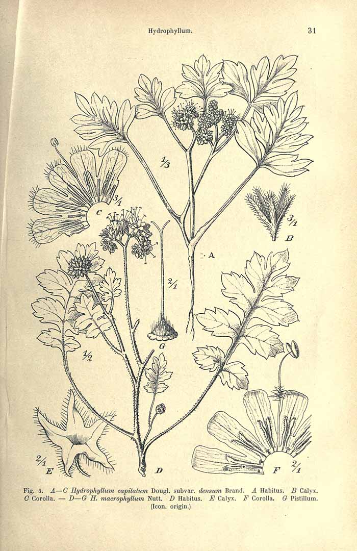 Illustration Hydrophyllum capitatum, Par Engler, H.G.A., Pflanzenreich (1900-1968) Pflanzenr. vol. 251 (1913), via plantillustrations 