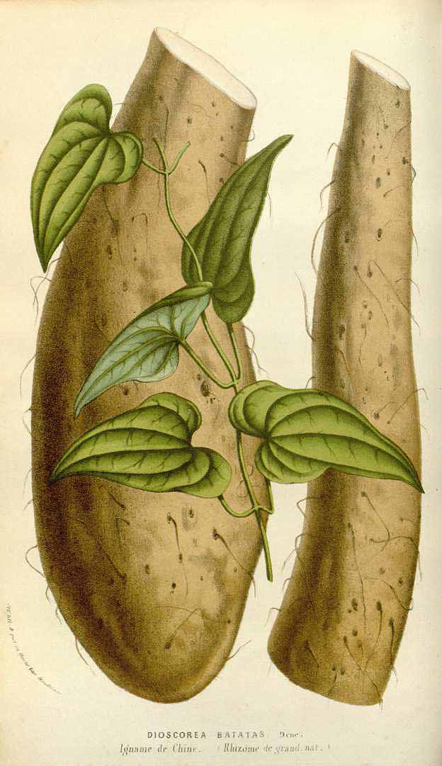 Illustration Dioscorea polystachya, Par Houtte L. van (Flore des serres et des jardin de l´Europe, vol. 10: p. 10, t. 973, 1855), via plantillustrations 