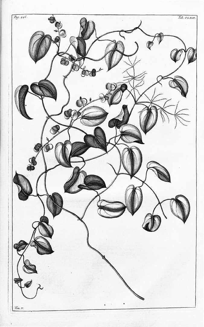 Illustration Dioscorea nummularia, Par Rumphius G.E. (Herbarium amboinense, vol. 5: p. 444, t. 162, 1747), via plantillustrations 