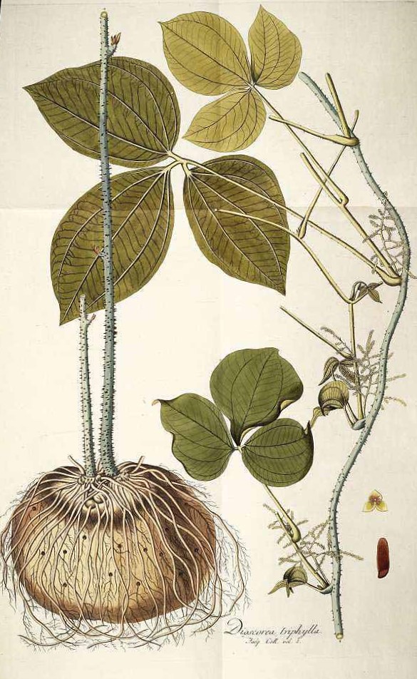 Illustration Dioscorea pentaphylla, Par Jacquin N.J. von (Icones plantarum rariorum, vol. 3: t. 627, 1786-1793), via plantillustrations 
