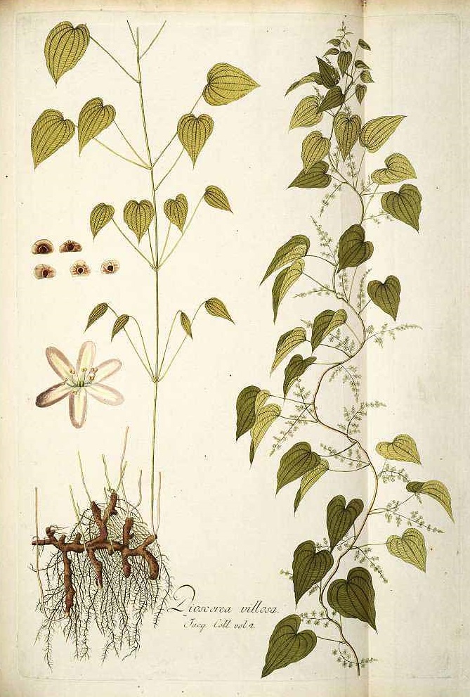 Illustration Dioscorea villosa, Par Jacquin N.J. von (Icones plantarum rariorum, vol. 3: t. 626, 1786-1793), via plantillustrations 