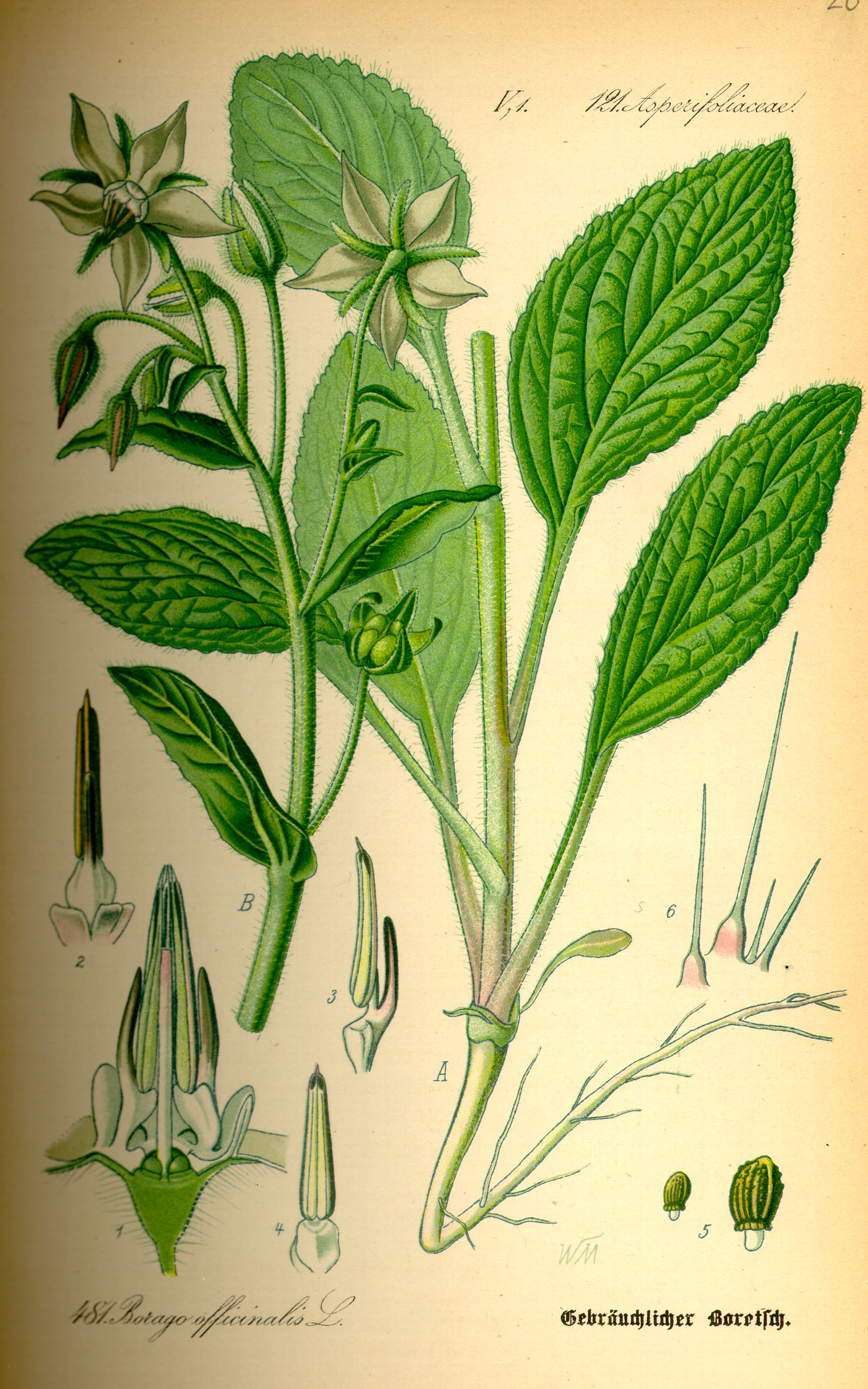 Illustration Borago officinalis, Par Otto Wilhelm Thomé (Flora von Deutschland, Österreich und der Schweiz, 1885), Via Wikimedia Commons 