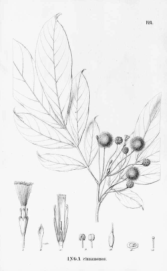 Illustration Inga cinnamomea, Par Martius, C.F.P. von, Eichler, A.G., Urban, I., Flora Brasiliensis (1840-1906) Fl. Bras. vol. 15(2): (1870-1876) [Leguminosae II et III, Swartzieae, Caesalpinieae, Mimoseae] t. 124, via plantillustrations 