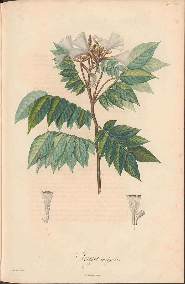 Illustration Inga insignis, Par Kunth, K.S., Mimoses et autre plantes légumineuses du nouveau continent (1819-1824) Mimoses [tt. 1-60] t. 13, via plantillustrations 