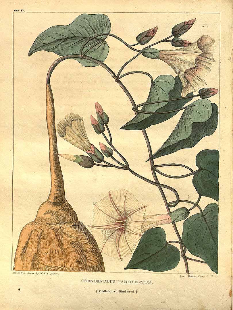 Illustration Ipomoea pandurata, Par Barton, W.P.C., Vegetable materia medica of the United States (1817-1818) Veg. Mater. Med. U.S. vol. 1 (1817) t. 23, via plantillustrations 