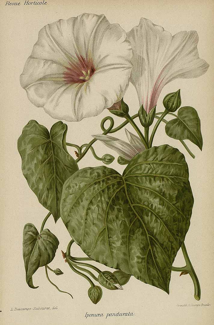 Illustration Ipomoea pandurata, Par Revue horticole, sér. 4 (1852-1974) Rev. Hort. (Paris), ser. 4 vol. 65 (1893), via plantillustrations 