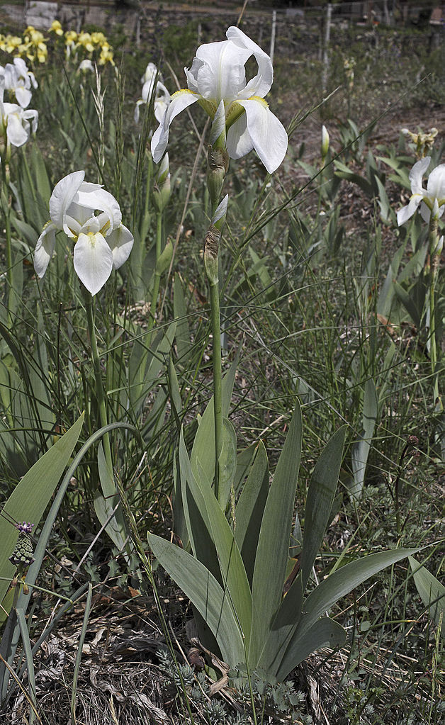Illustration Iris x germanica var. florentina, Par Alessandra Perugi, via wikimedia 