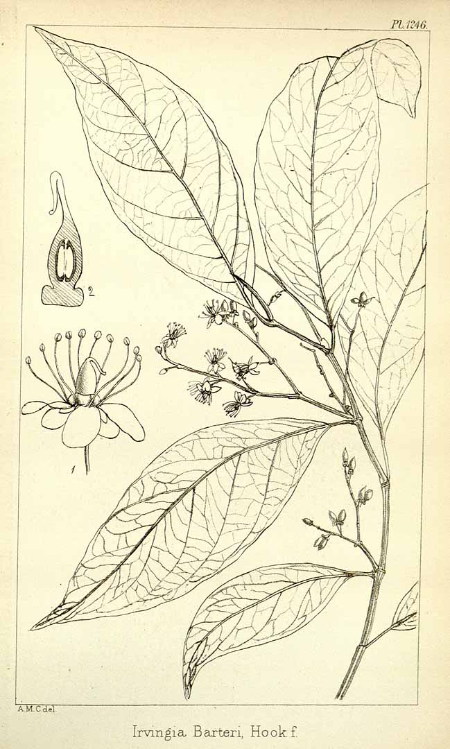 Illustration Irvingia gabonensis, Par Hooker, W.J., Hooker, J.D., Icones Plantarum [Hooker?s Icones plantarum] (1837-1922) Icon. Pl. vol. 13 (1877) [tt. 1201-1300] t. 1246, via plantillustrations 