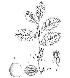 Illustration Irvingia wombolu, Par inconnu, via prota4u 