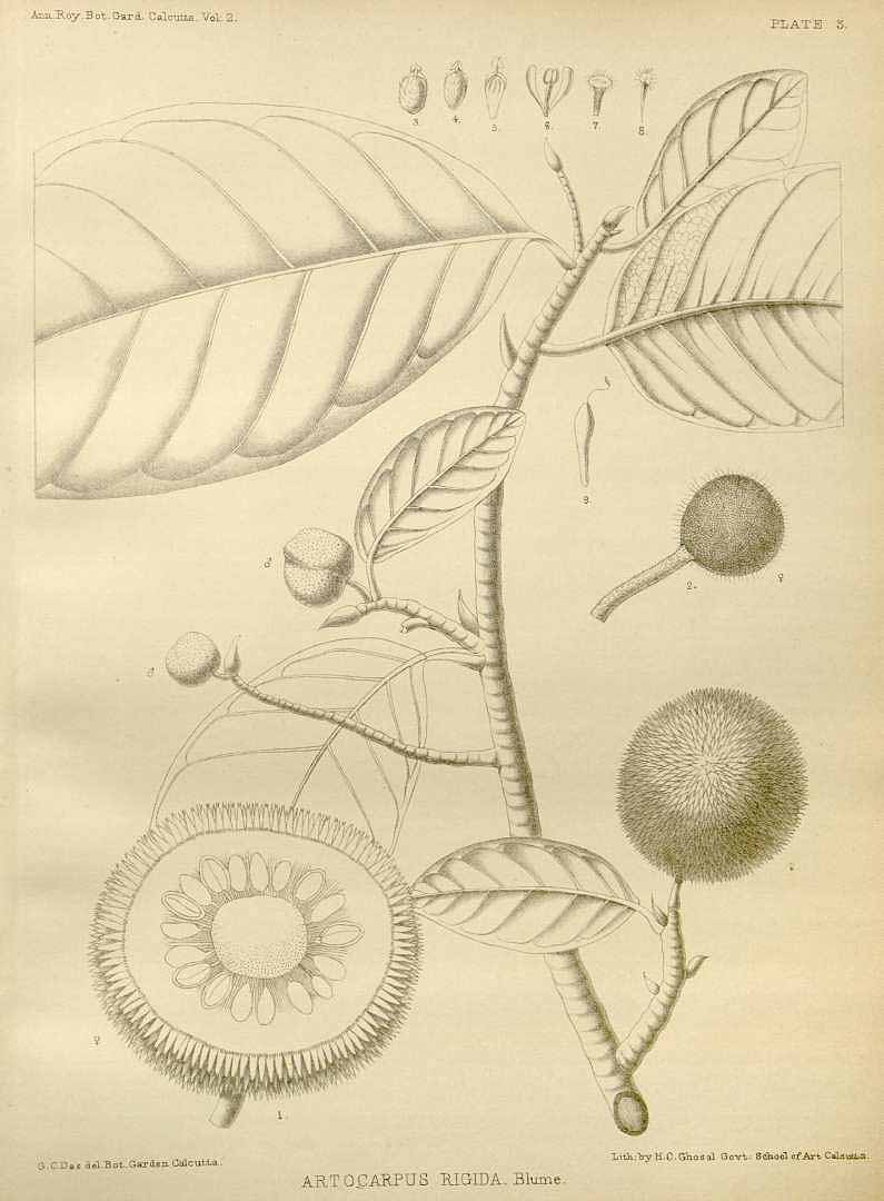 Illustration Artocarpus rigidus, Par Annals of the Royal Botanic Garden, Calcutta (1888-1921) Ann. Roy. Bot. Gard. (Calcutta) vol. 2 (1889), via plantillustrations 
