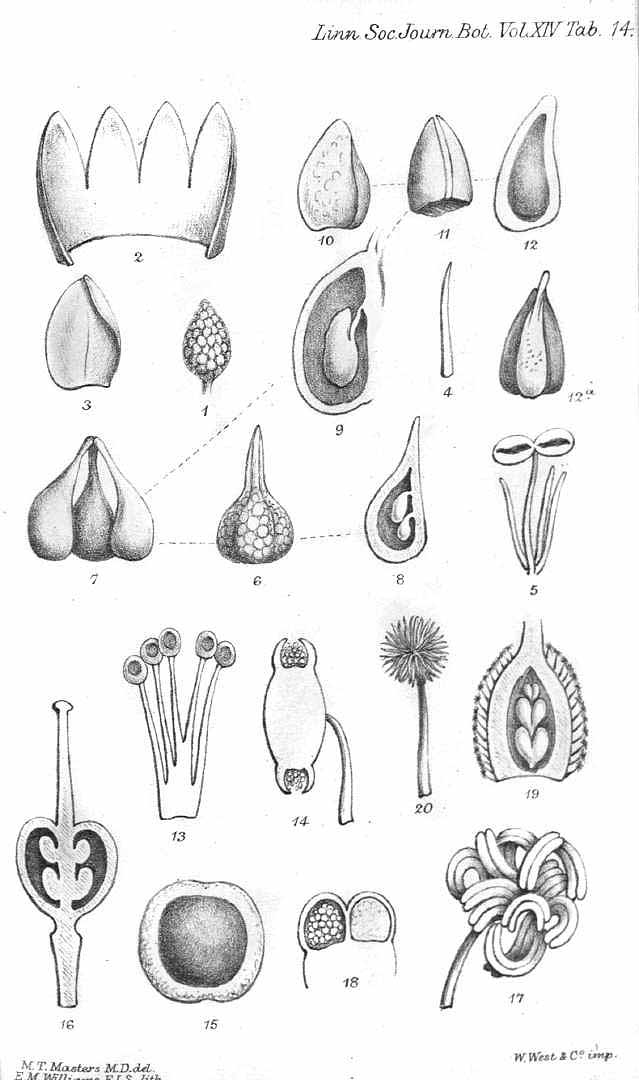 Illustration Durio oxleyanus, Par The journal of the Linnean society, Botany (vol. 14: t. 14, 1875) [M.T. Masters], via plantillustrations 